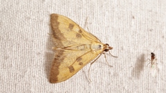 Mecyna trinalis