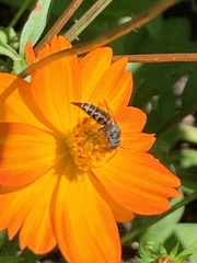 Synocoelioxys