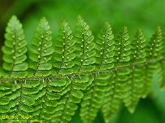 Dryopteris peranema