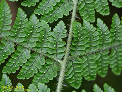 Dryopteris peranema