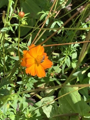 Synocoelioxys