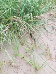 Sporobolus rigidus magnus