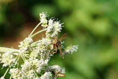 Spilomyia diophthalma