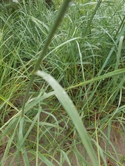 Sporobolus rigidus magnus