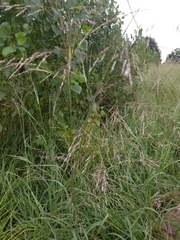 Sporobolus rigidus magnus