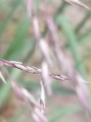 Sporobolus rigidus magnus