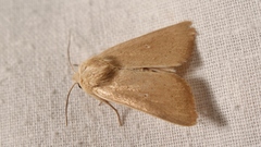Mythimna sicula