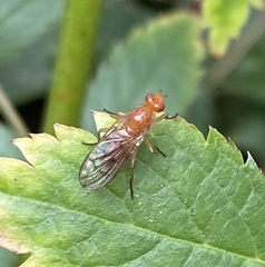 Sciomyzoidea