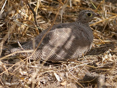 Pterocles lichtensteinii