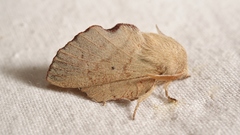 Phyllodesma suberifolia