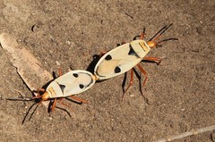 Probergrothius