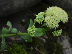 Hylotelephium maximum