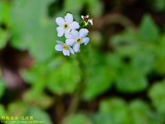 Trigonotis formosana elevatovenosa