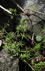 Galium mexicanum