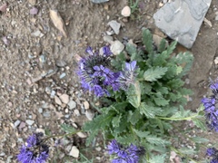 Phacelia lyallii