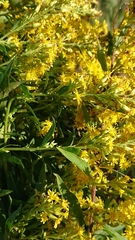 Solidago × niederederi