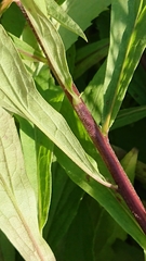 Solidago × niederederi