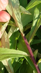 Solidago × niederederi