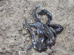 Endeavouria septemlineata
