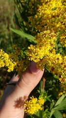 Solidago × niederederi