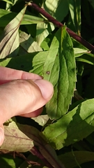 Solidago × niederederi