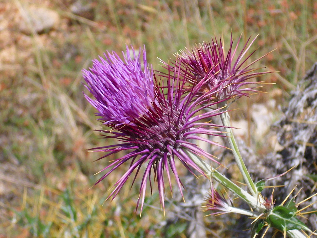 Ptilostemon hispanicus