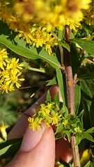 Solidago × niederederi