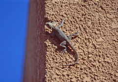 Agama agama