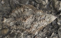 Monoplex pilearis