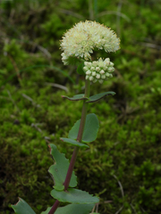 Hylotelephium maximum