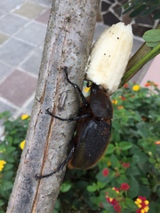 Dynastes septentrionalis