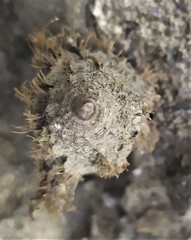 Monoplex pilearis