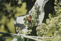 Eutrepsia haemataria