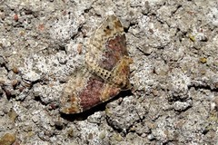 Xanthorhoe spadicearia