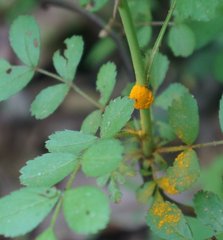 Phragmidium tuberculatum