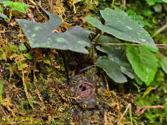 Asarum ampulliflorum