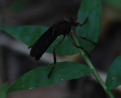 Diogmites platypterus