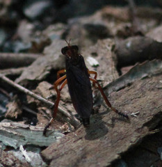 Diogmites platypterus