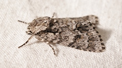 Acronicta auricoma