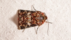 Anarta myrtilli