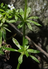 Galium mexicanum