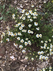 Zinnia acerosa