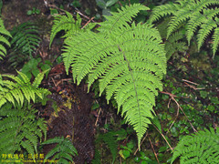 Dryopteris peranema