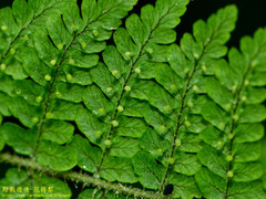 Dryopteris peranema