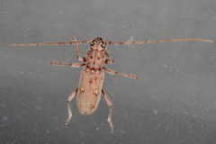 Eburia mutica