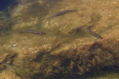 Phoxinus septimaniae