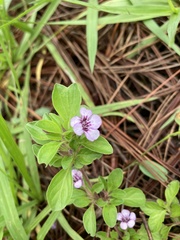 Dyschoriste microphylla