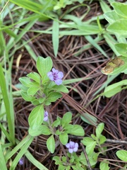Dyschoriste microphylla