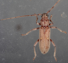 Eburia mutica