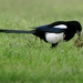 Black-billed Magpie - Photo (c) Jose Sousa, some rights reserved (CC BY-NC-ND)